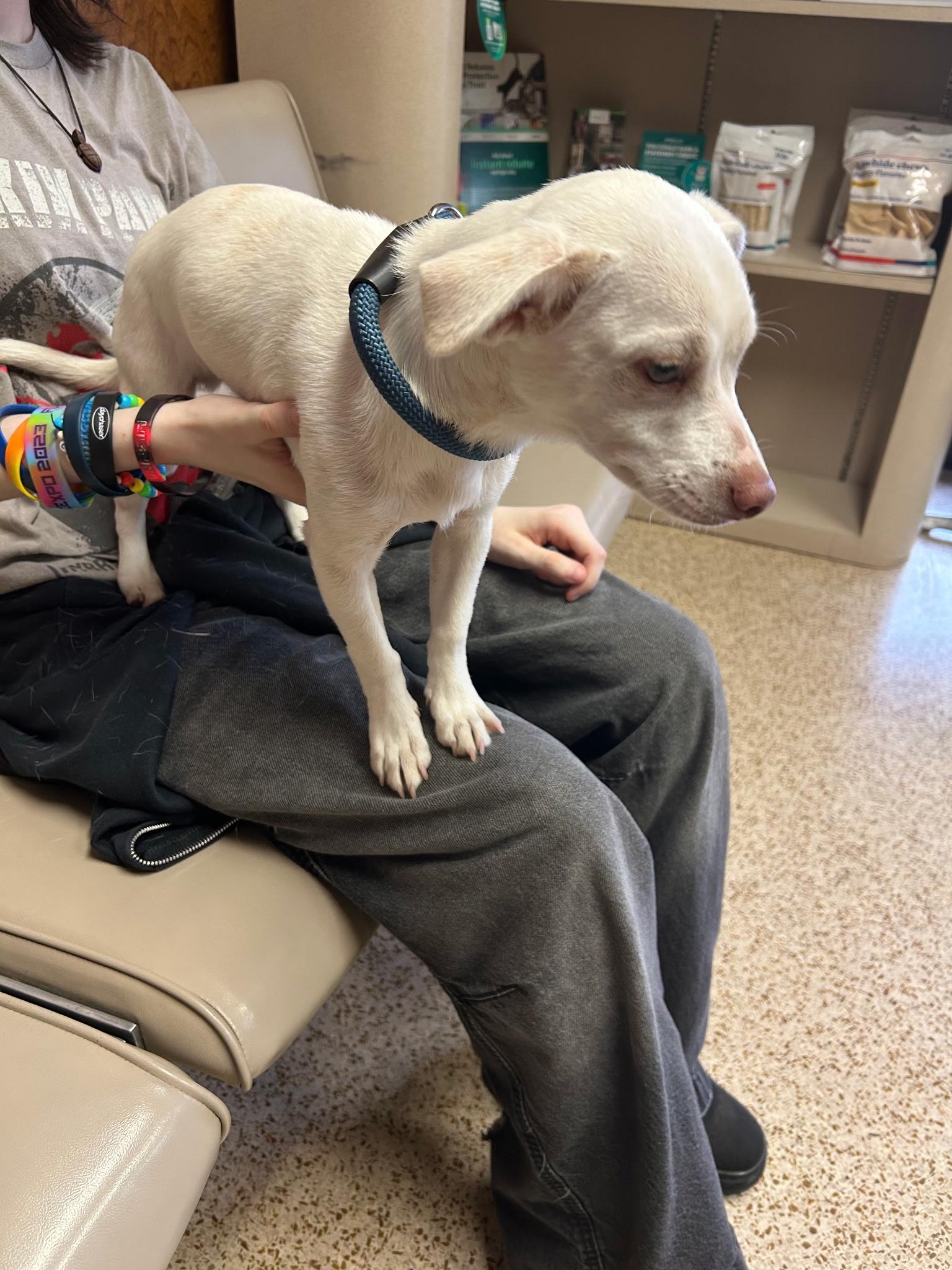 Lucky, adopted, Young Male Chiweenie.