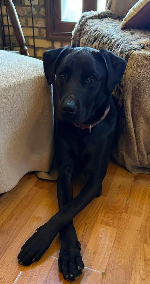 Enlarge Bailey #56, an adopted mixed breed in Killingworth, CT image 4/4