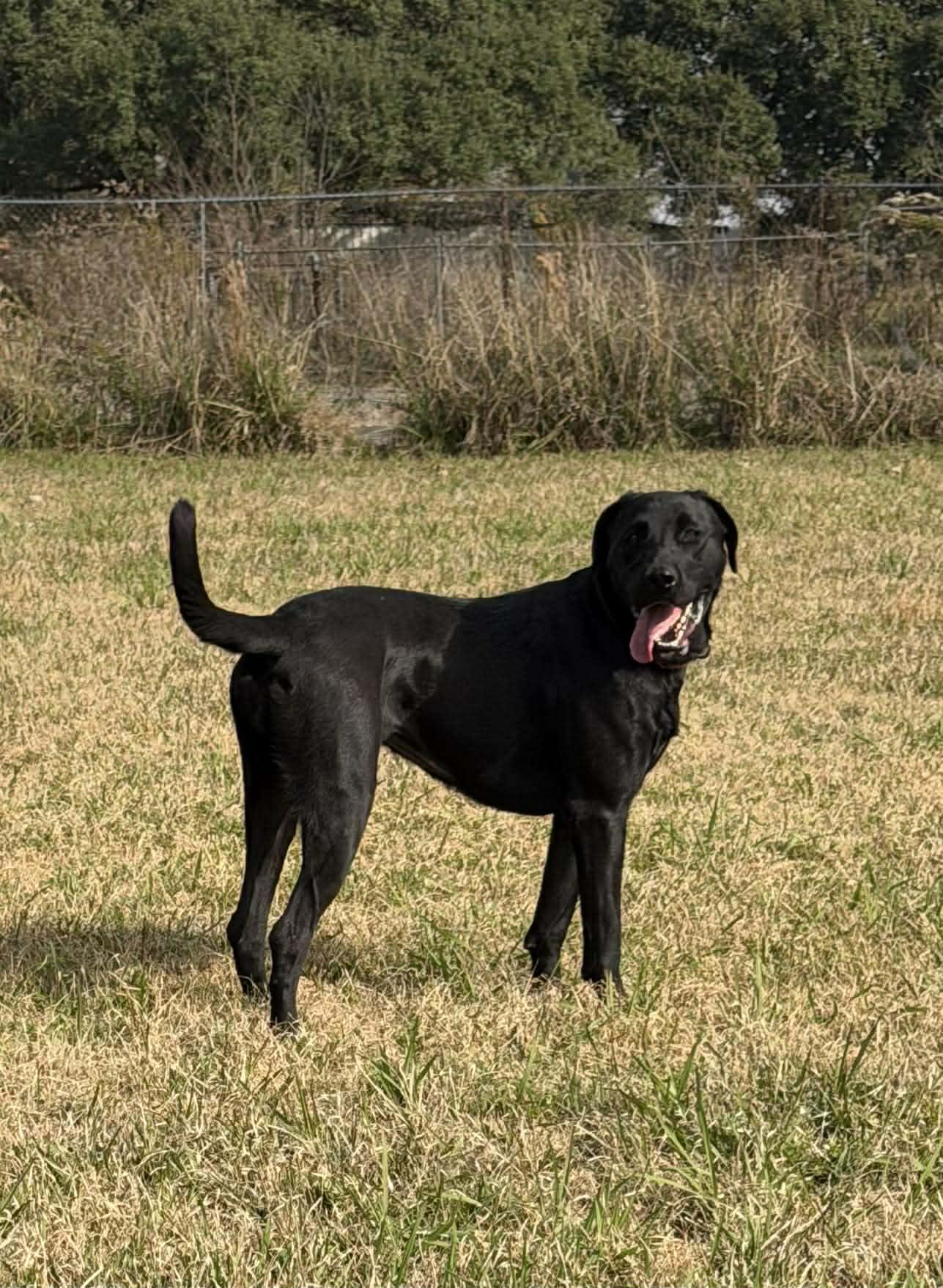 Enlarge Bailey #56, an adopted mixed breed in Killingworth, CT image 1/4