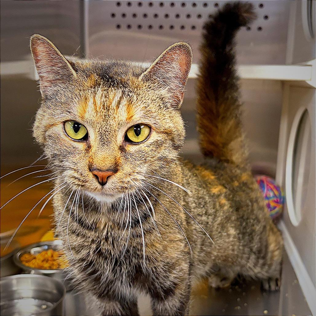 Esmerrella, Adoptable, Senior Female Domestic Short Hair.