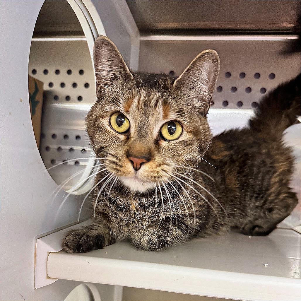 Enlarge Esmerrella, a Adoptable Domestic Short Hair in Hannibal, MO image 2/5