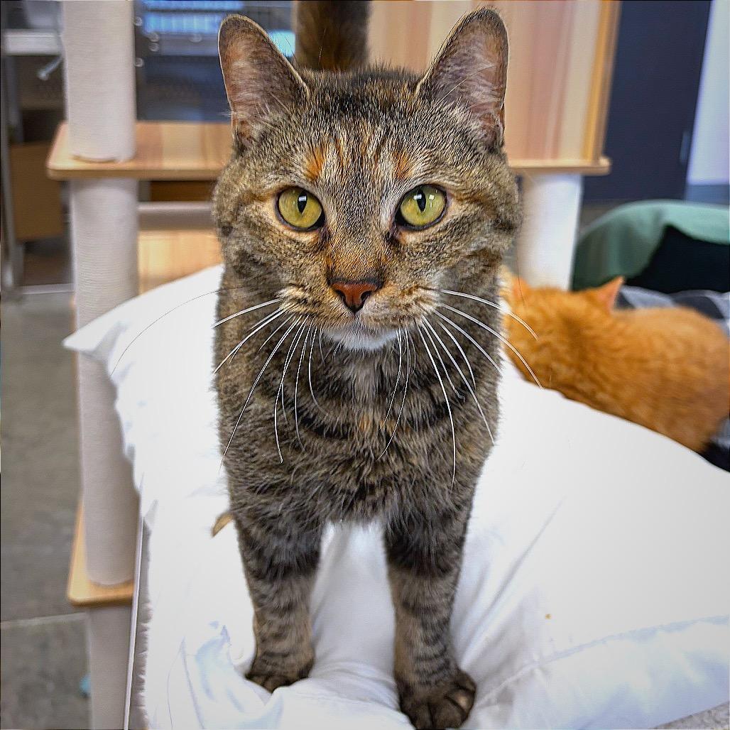 Enlarge Esmerrella, a Adoptable Domestic Short Hair in Hannibal, MO image 3/6