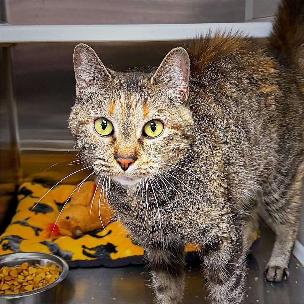 Enlarge Esmerrella, a Adoptable Domestic Short Hair in Hannibal, MO image 3/5