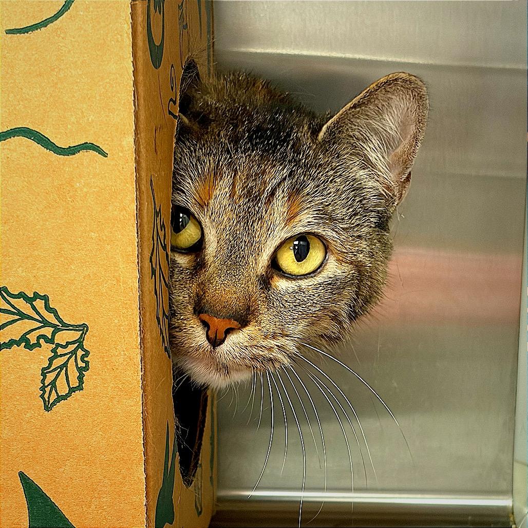 Enlarge Esmerrella, a Adoptable Domestic Short Hair in Hannibal, MO image 4/5