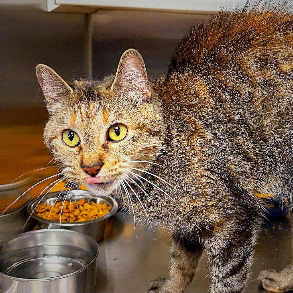 Enlarge Esmerrella, a Adoptable Domestic Short Hair in Hannibal, MO image 5/5