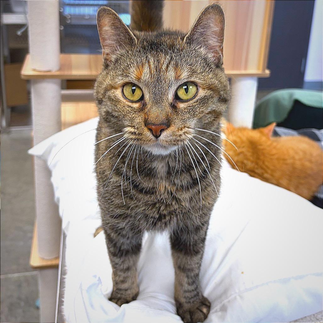 Esmerrella, a Adoptable Domestic Short Hair in Hannibal, MO image 6/6
