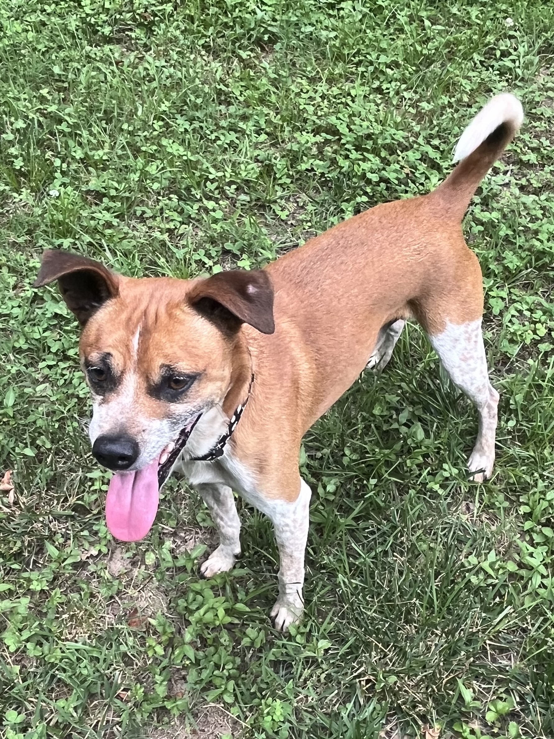 Jasper, a Adoptable Jack Russell Terrier in Rock Hill, SC image 1/6