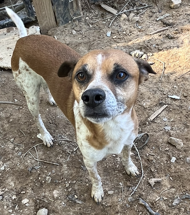 Jasper, a Adoptable Jack Russell Terrier in Rock Hill, SC image 3/6