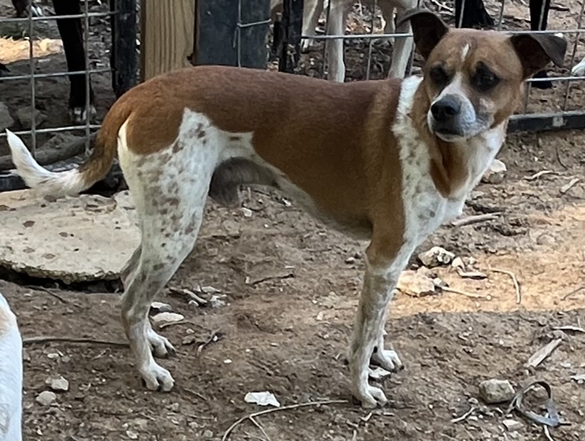 Jasper, a Adoptable Jack Russell Terrier in Rock Hill, SC image 2/6