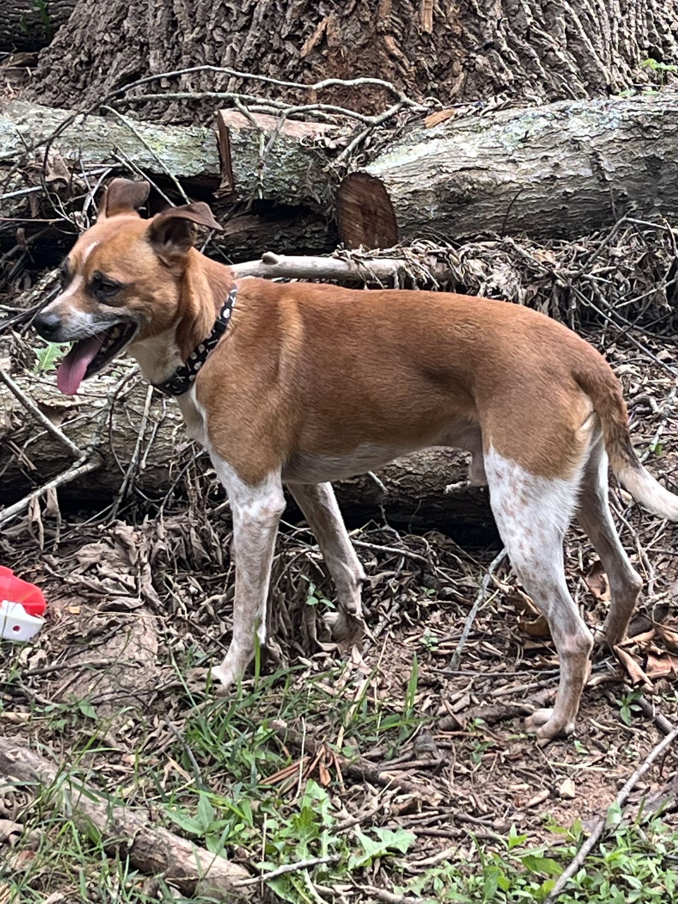 Jasper, a Adoptable Jack Russell Terrier in Rock Hill, SC image 6/6
