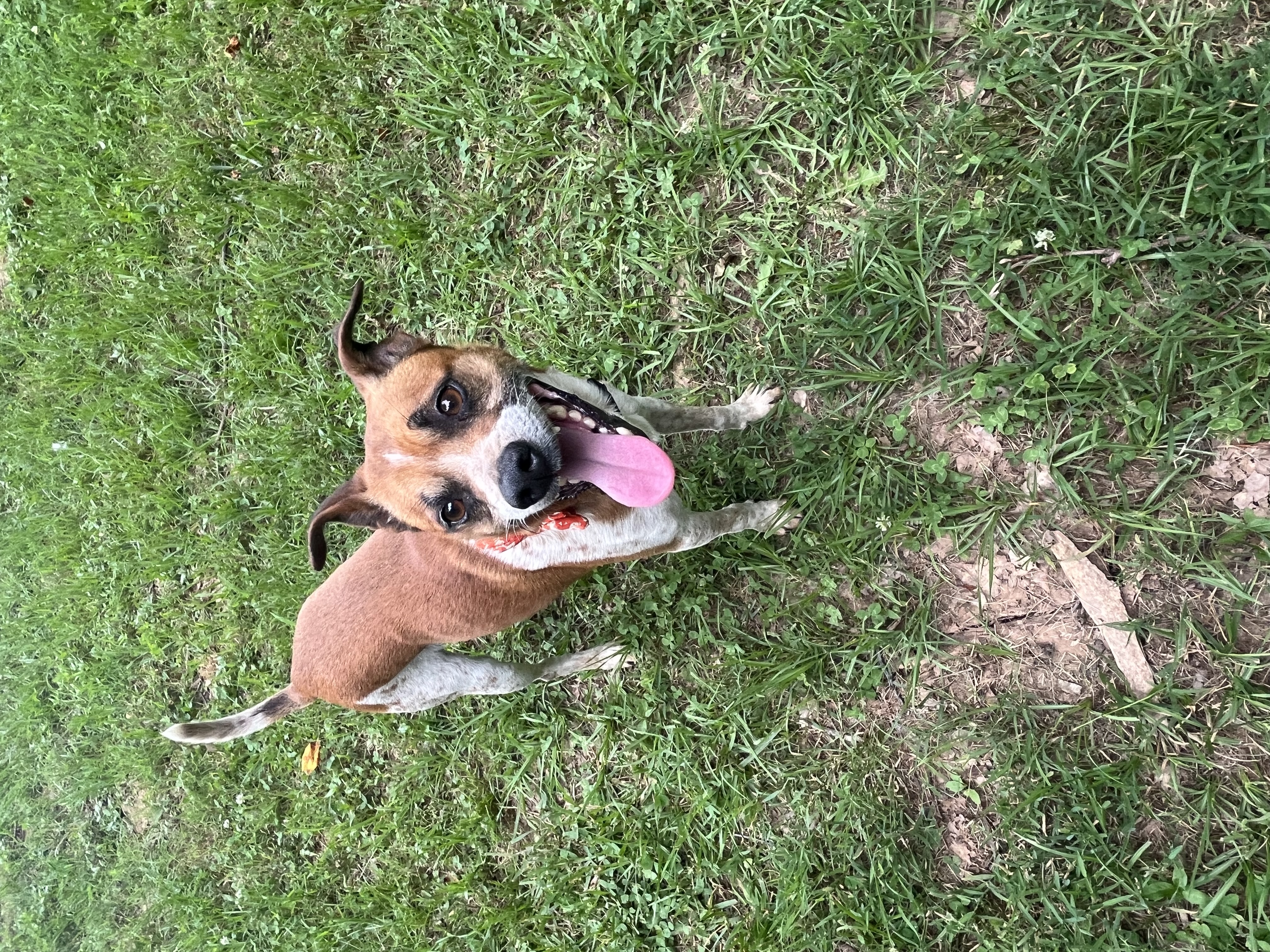 Jasper, a Adoptable Jack Russell Terrier in Rock Hill, SC image 5/6