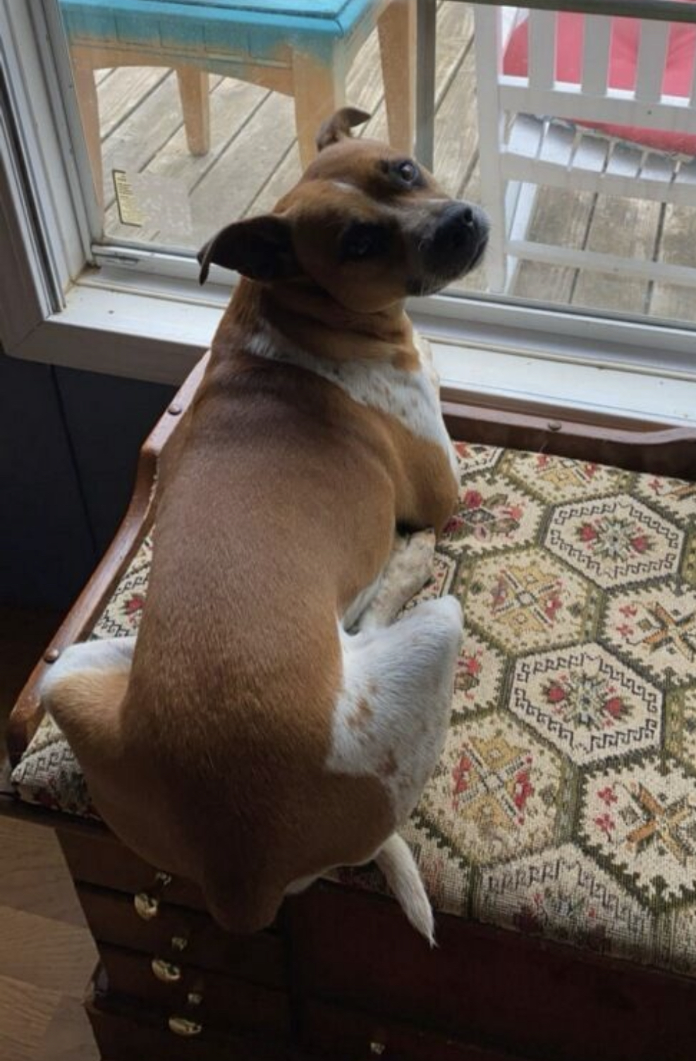 Jasper, a Adoptable Jack Russell Terrier in Rock Hill, SC image 4/6