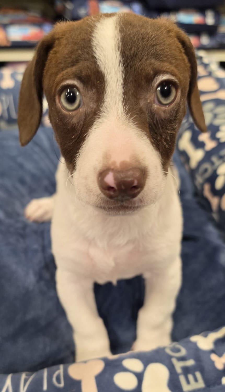 Sausage, Adoptable, Puppy Male Dachshund & Beagle.