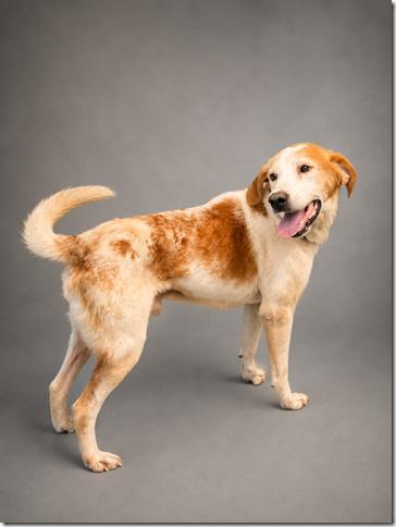 Enlarge George Gentle Joyful Uber Dogie and People and Cat Social, a Adopted mixed breed in Charlottesville, VA image 1/1