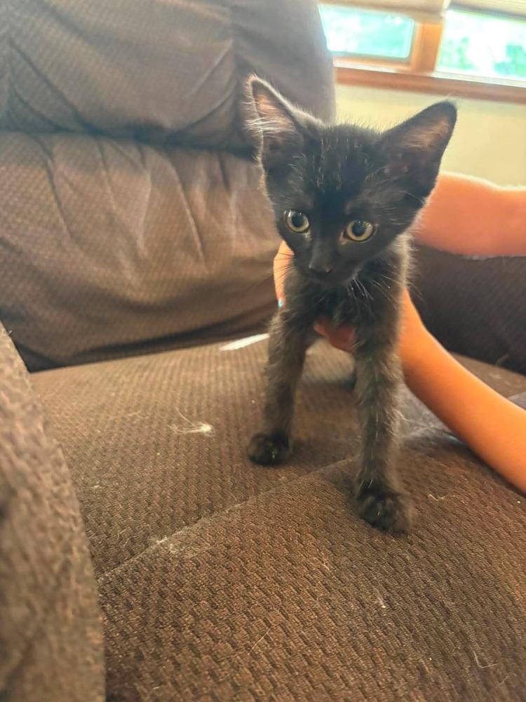 Dumpling Go., Adoptable, Kitten Female Domestic Short Hair.