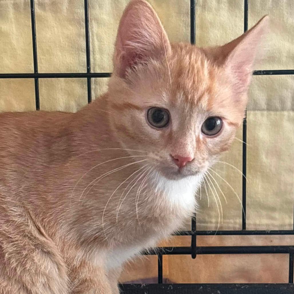 Lewis, Adoptable, Kitten Male Domestic Short Hair.