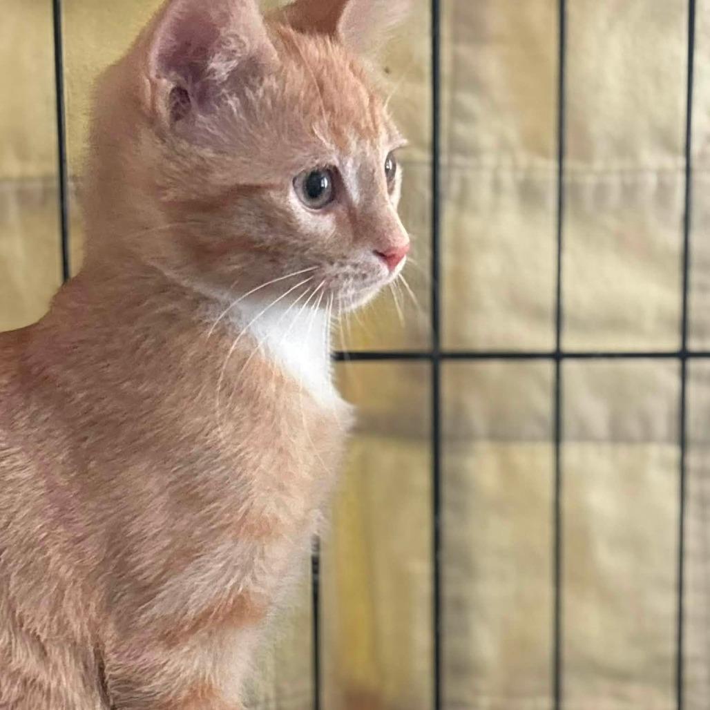 Lewis, a Adoptable Domestic Short Hair in Wichita, KS image 2/6