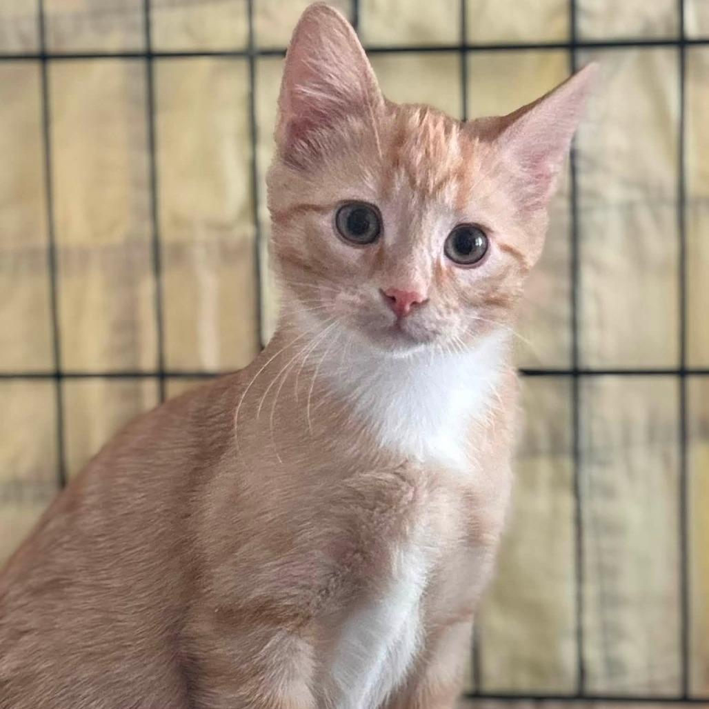 Lewis, a Adoptable Domestic Short Hair in Wichita, KS image 3/6