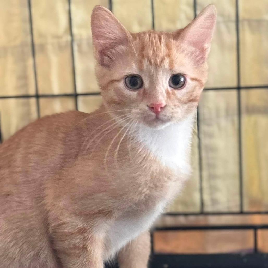 Lewis, a Adoptable Domestic Short Hair in Wichita, KS image 4/6