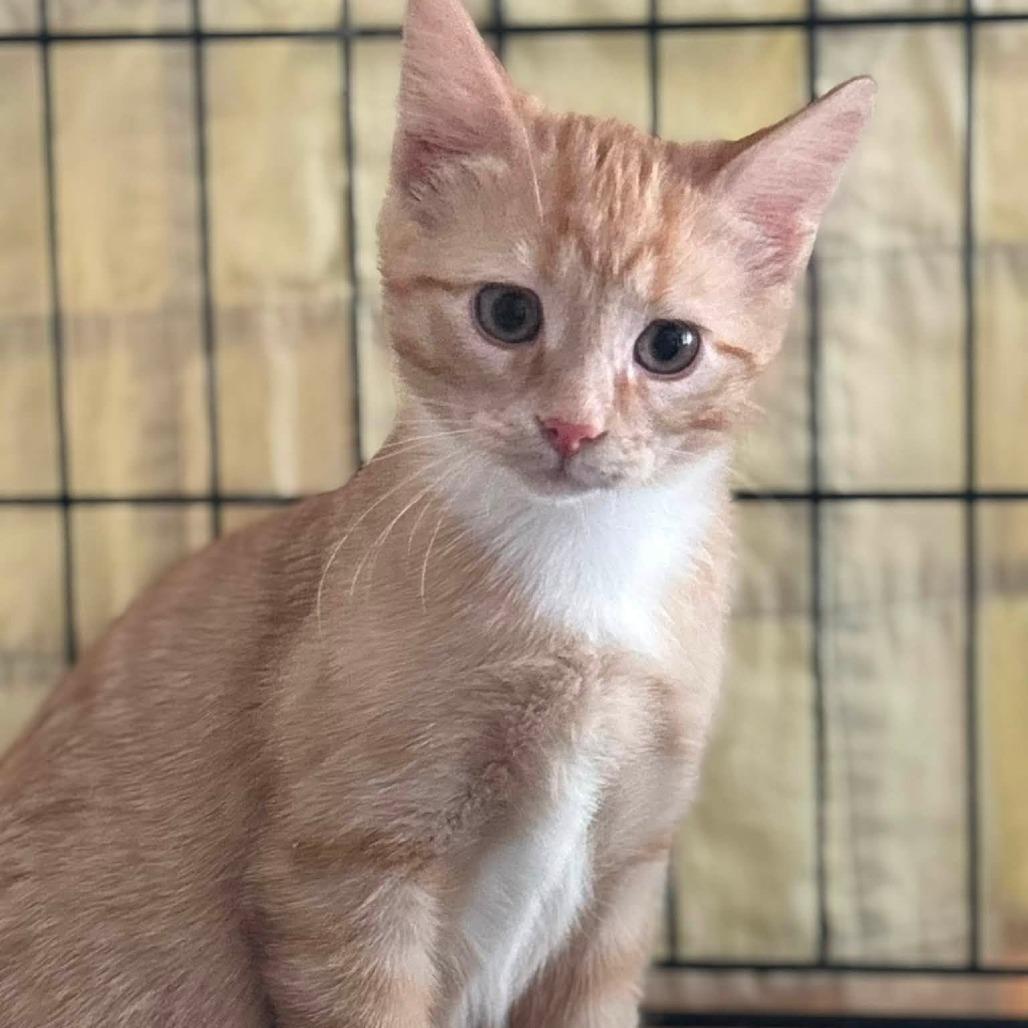 Lewis, a Adoptable Domestic Short Hair in Wichita, KS image 6/6