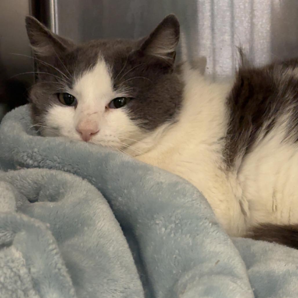 Derp, Adoptable, Adult Male Domestic Short Hair.