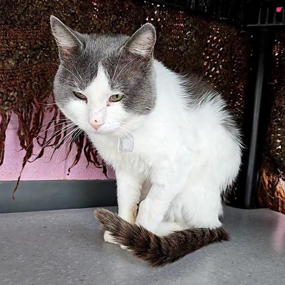 Enlarge Derp, a Adoptable Domestic Short Hair in Lakewood, CO image 2/6