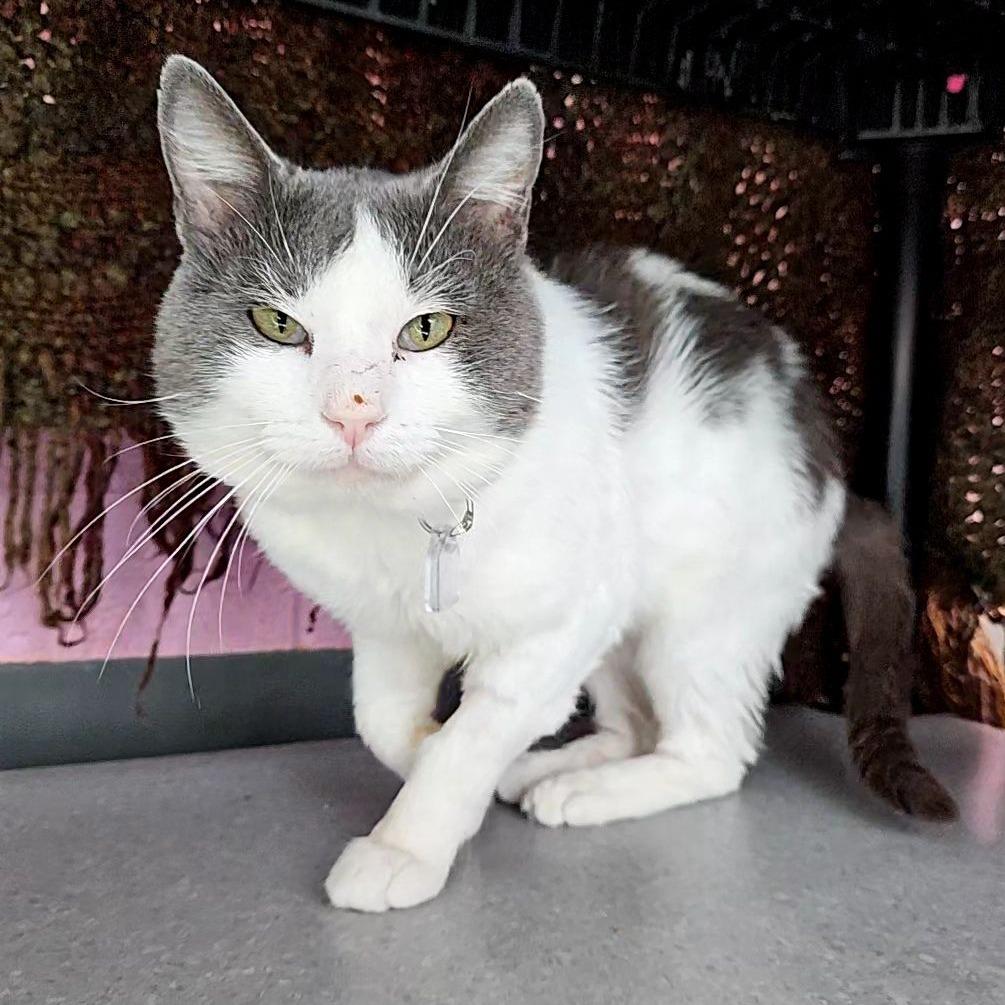 Enlarge Derp, a Adoptable Domestic Short Hair in Lakewood, CO image 3/6