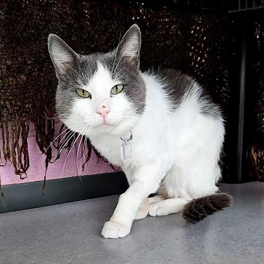 Enlarge Derp, a Adoptable Domestic Short Hair in Lakewood, CO image 4/6