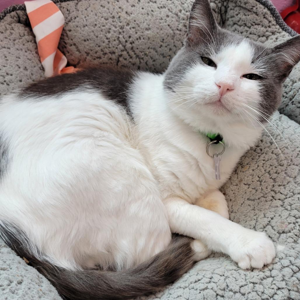 Enlarge Derp, a Adoptable Domestic Short Hair in Lakewood, CO image 5/6