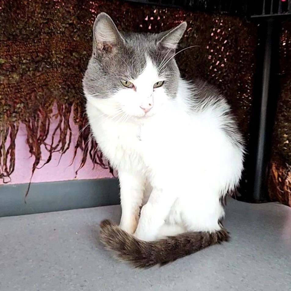 Enlarge Derp, a Adoptable Domestic Short Hair in Lakewood, CO image 6/6