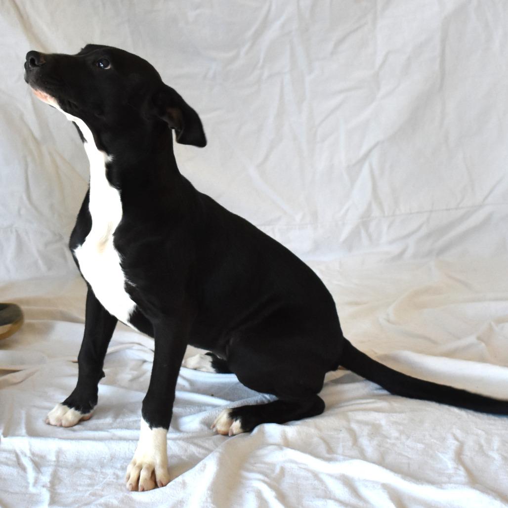 Pegasus (26-3W-4), Adoptable, Puppy Female Pit Bull Terrier & Mixed Breed.
