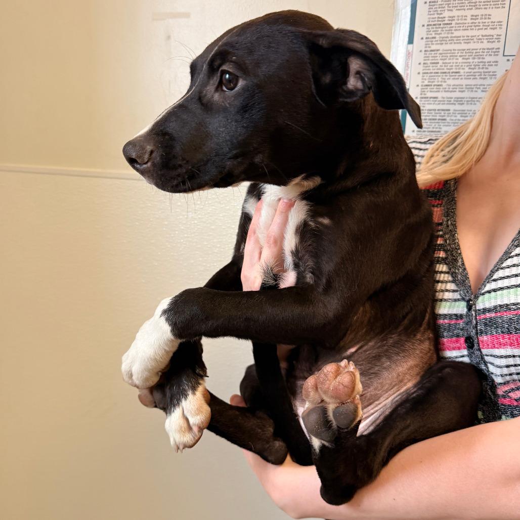 Enlarge Pegasus (26-3W-4), a Adoptable mixed breed in Rifle, CO image 2/6