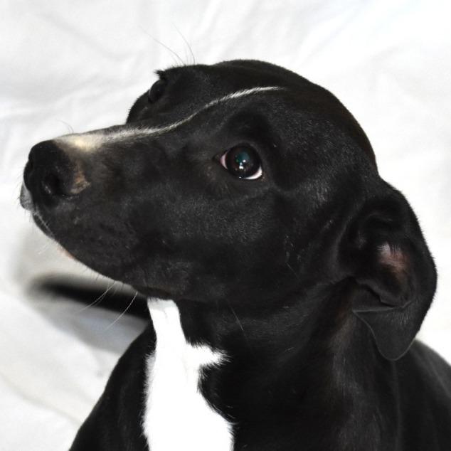 Enlarge Pegasus (26-3W-4), a Adoptable mixed breed in Rifle, CO image 3/6