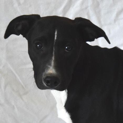 Enlarge Pegasus (26-3W-4), a Adoptable mixed breed in Rifle, CO image 4/6