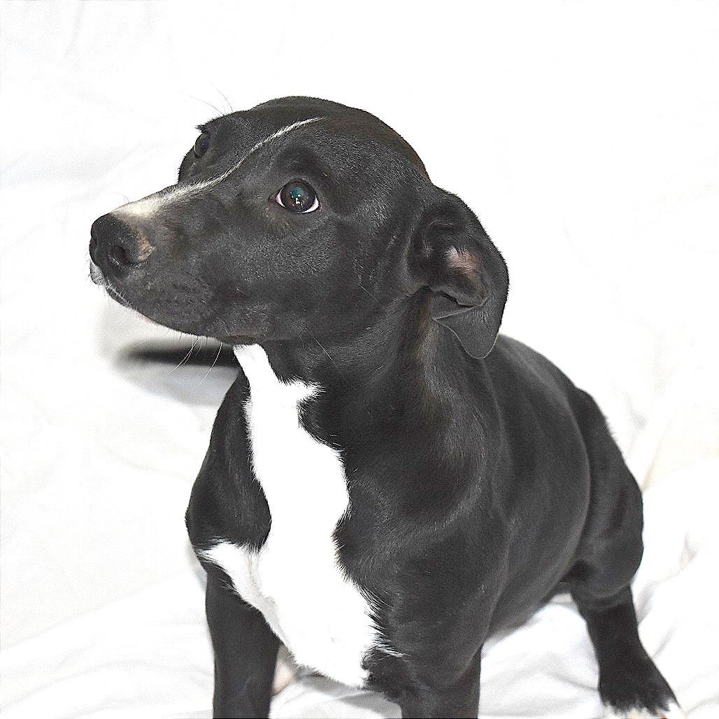 Enlarge Pegasus (26-3W-4), a Adoptable mixed breed in Rifle, CO image 5/6