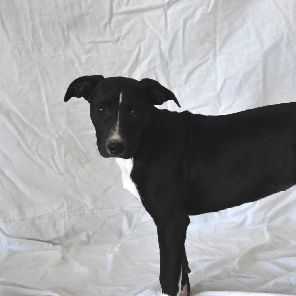Enlarge Pegasus (26-3W-4), a Adoptable mixed breed in Rifle, CO image 6/6