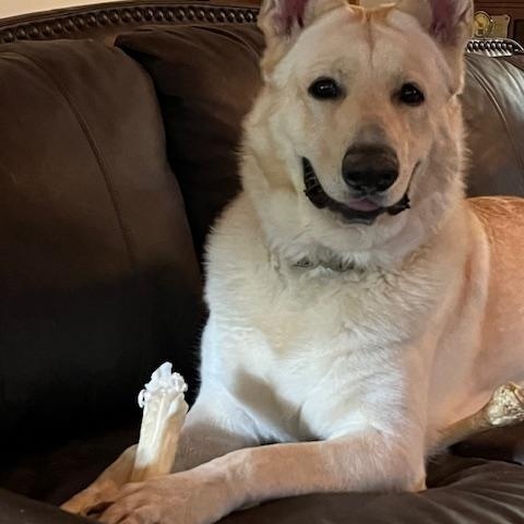Jax, a ADOPTABLE German Shepherd Dog in Roswell, GA image 4/4