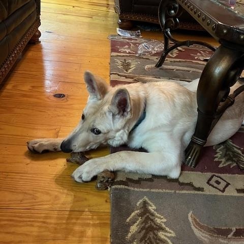 Jax, a ADOPTABLE German Shepherd Dog in Roswell, GA image 2/4