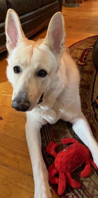 Jax, a ADOPTABLE German Shepherd Dog in Roswell, GA image 3/4
