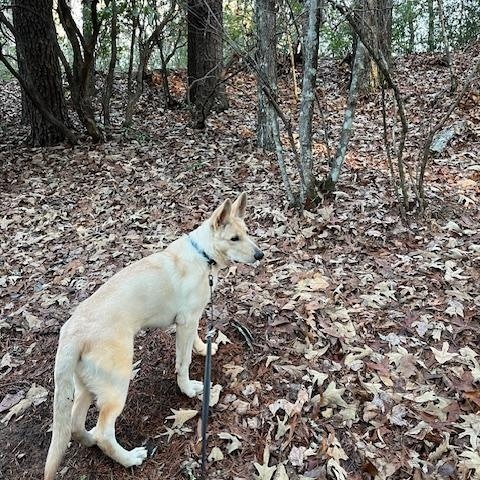 Jax, ADOPTABLE, Young Male German Shepherd Dog.