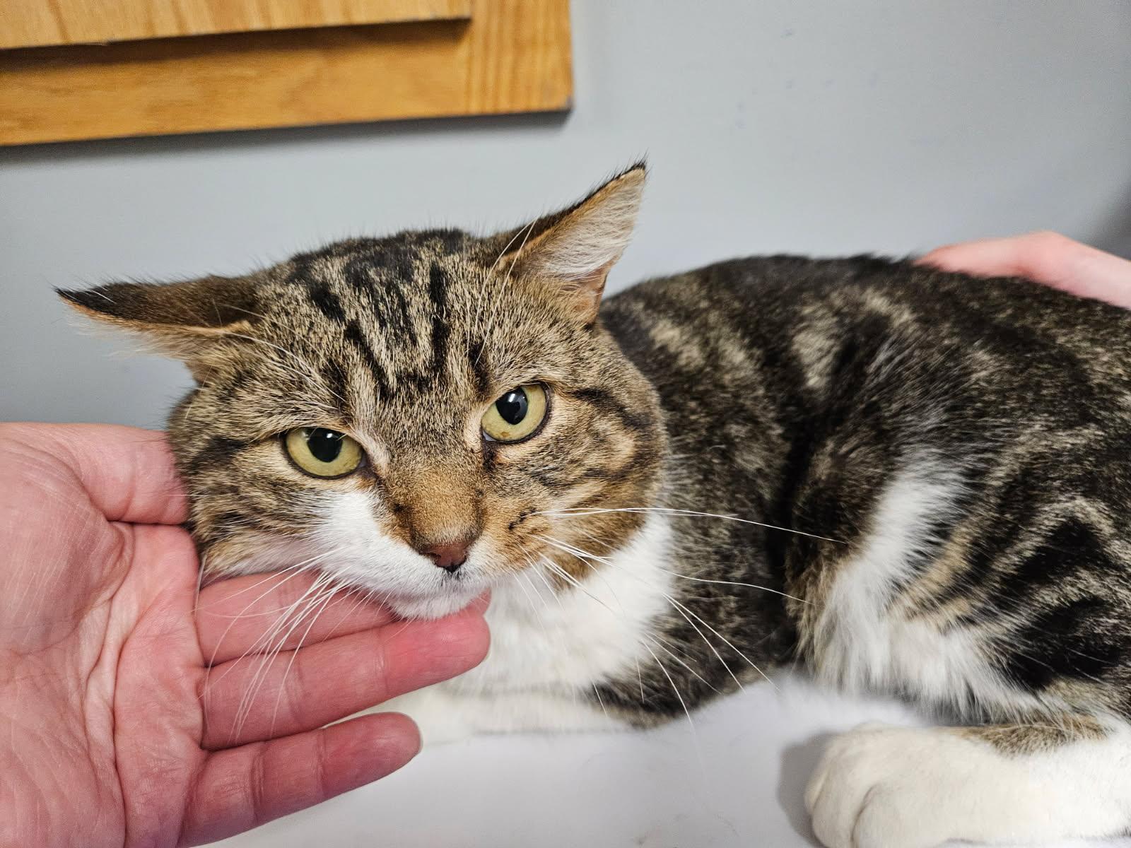 Enlarge Bingo, a Adoptable Domestic Short Hair in Florenceville, NB image 1/1