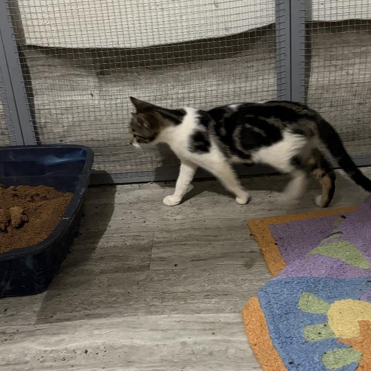 Maple, an adopted Domestic Short Hair in Arvada, CO image 2/2