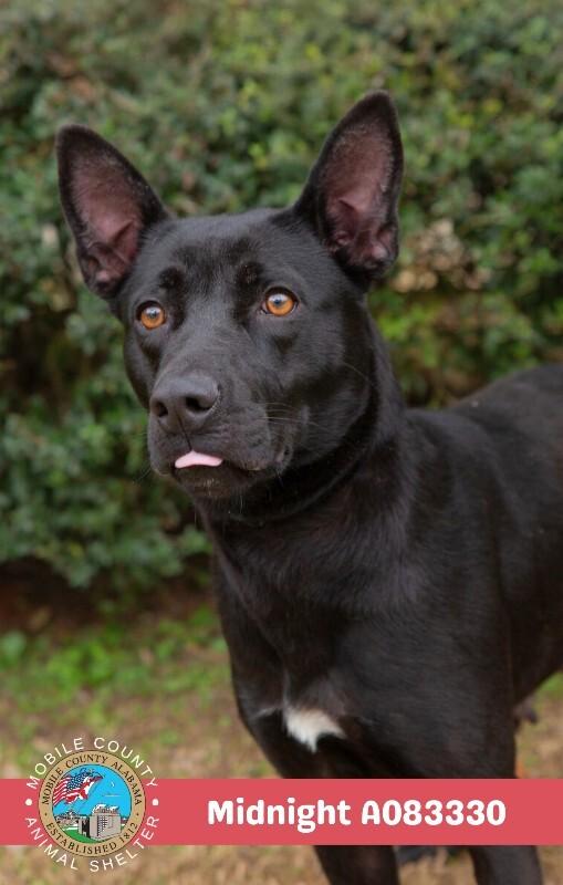 Midnight, Adoptable, Adult Female Labrador Retriever.