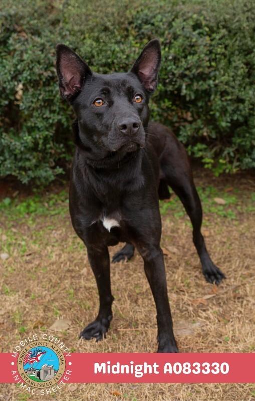 Midnight, a Adoptable Labrador Retriever in Mobile, AL image 2/2