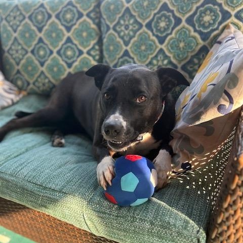 LUNA, ADOPTABLE, Adult Female Border Collie.