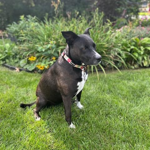 Enlarge LUNA, a ADOPTABLE mixed breed in Evansville, WI image 1/3