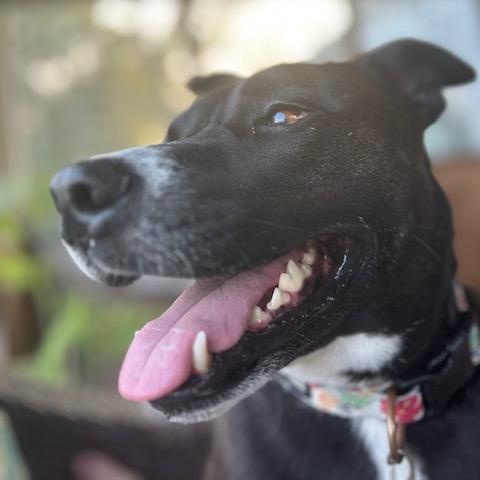 Enlarge LUNA, a ADOPTABLE mixed breed in Evansville, WI image 2/3