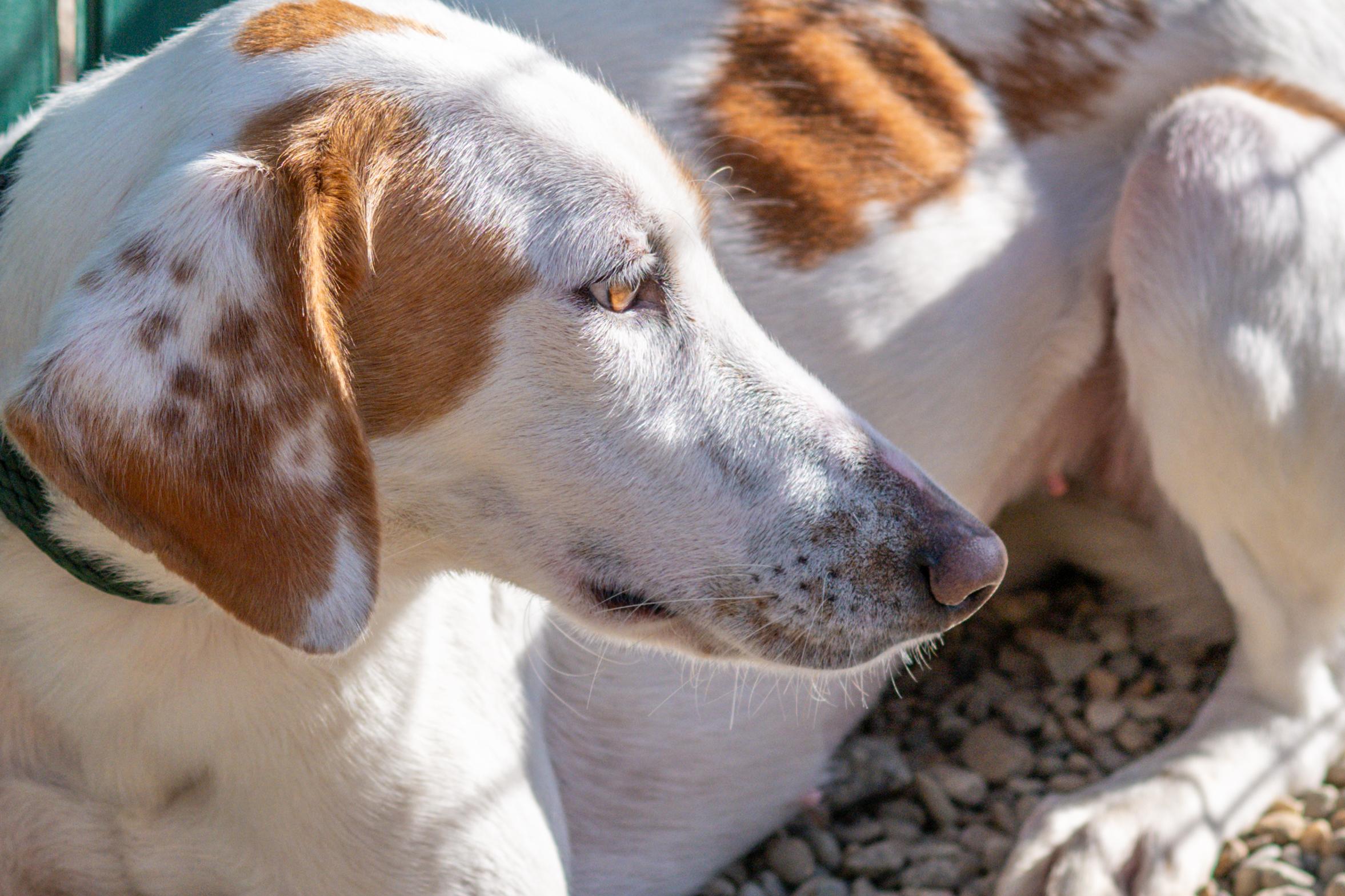 Melania — thumbnail 2