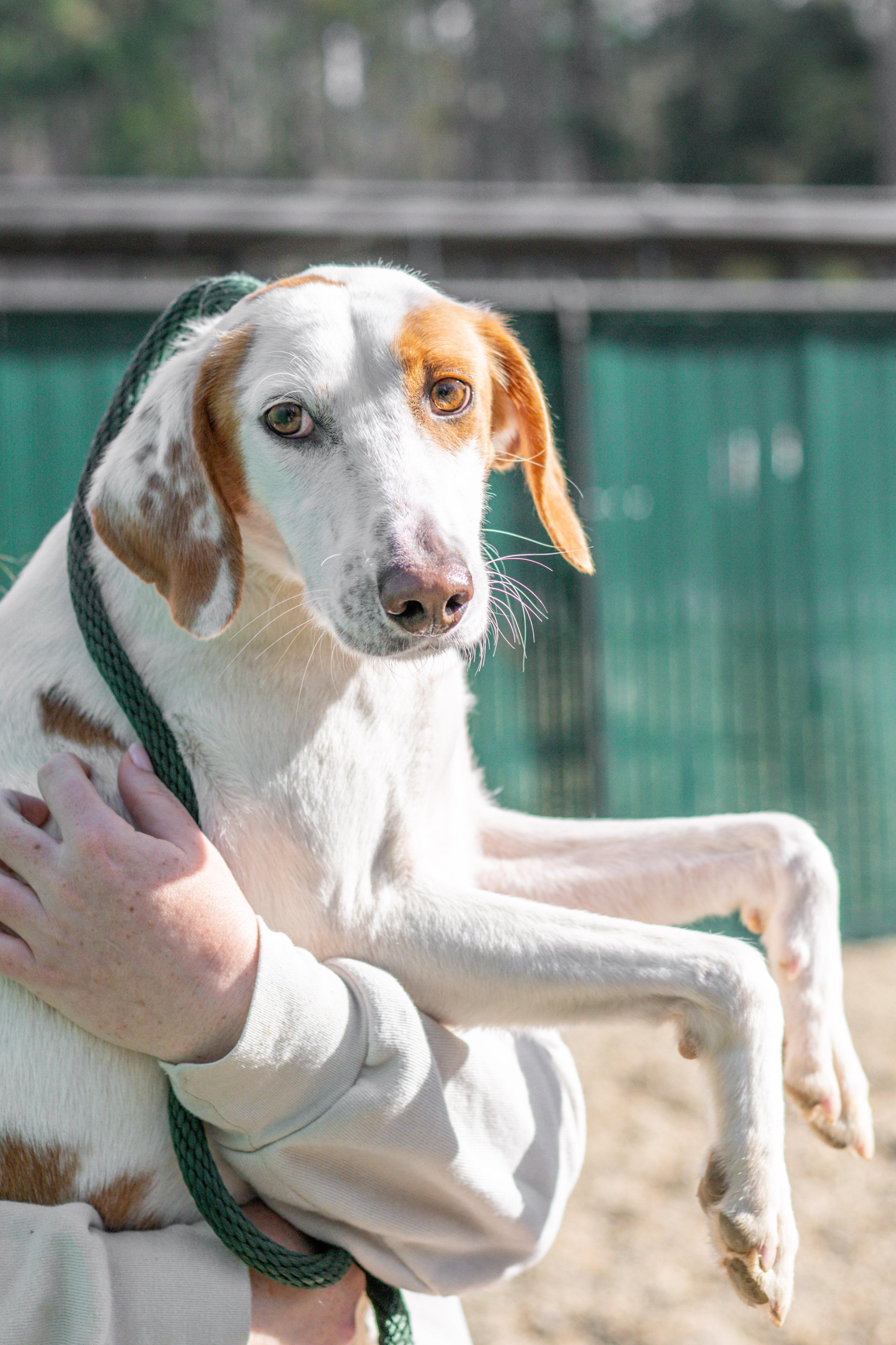 Melania — thumbnail 3