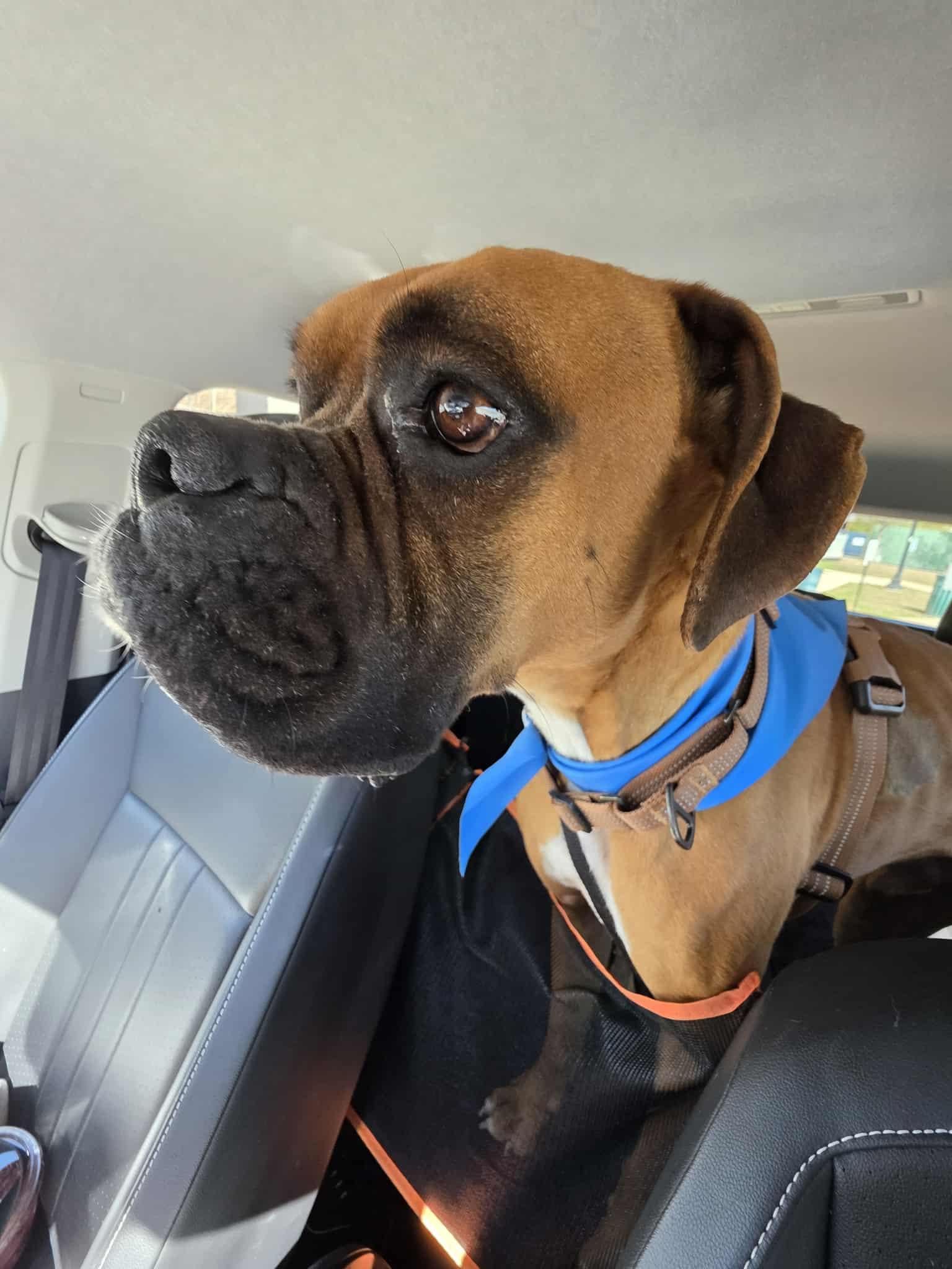 Rocque, Adoptable, Adult Male Boxer.